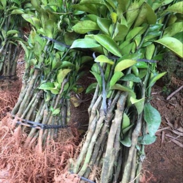 沃柑苗30~50cm