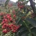 花椒苗