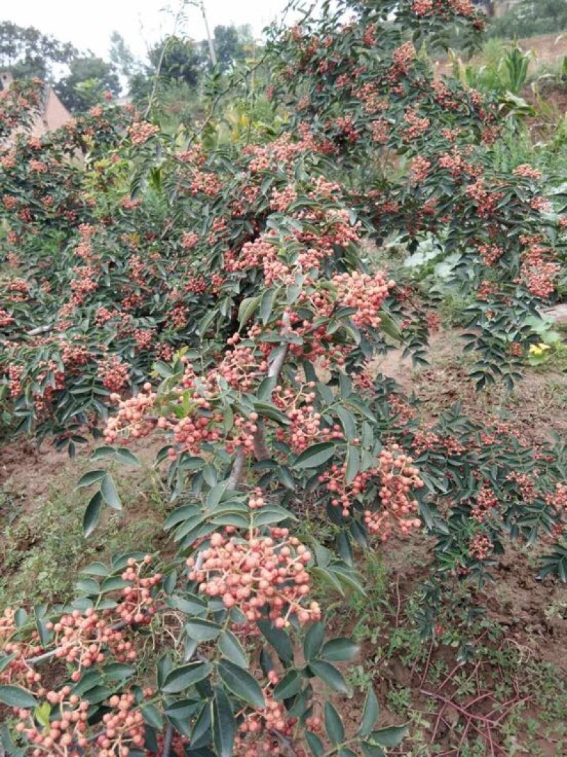 花椒苗