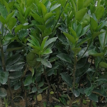 茂谷柑苗30~50cm