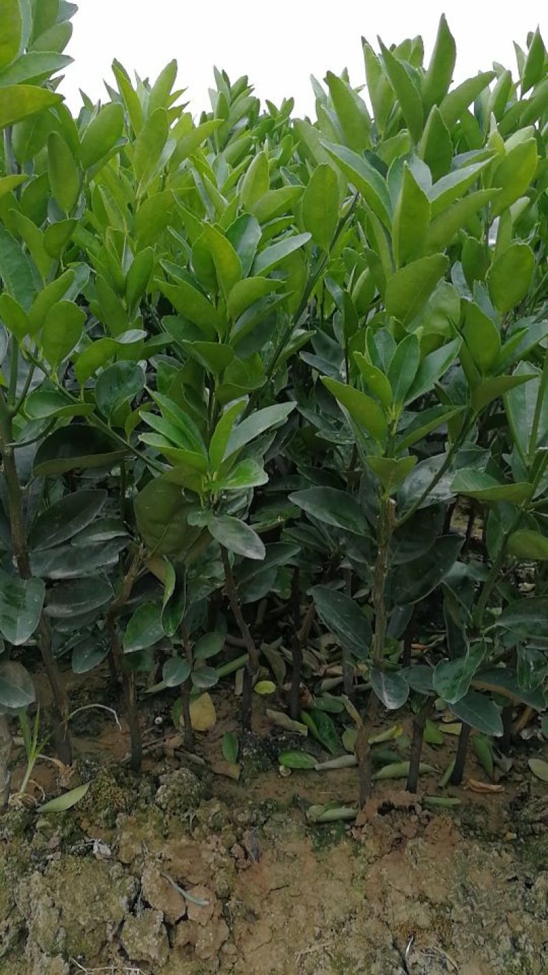 茂谷柑苗30~50cm