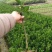 茂谷柑苗30~50cm