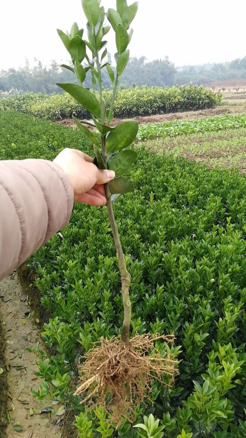 茂谷柑苗30~50cm