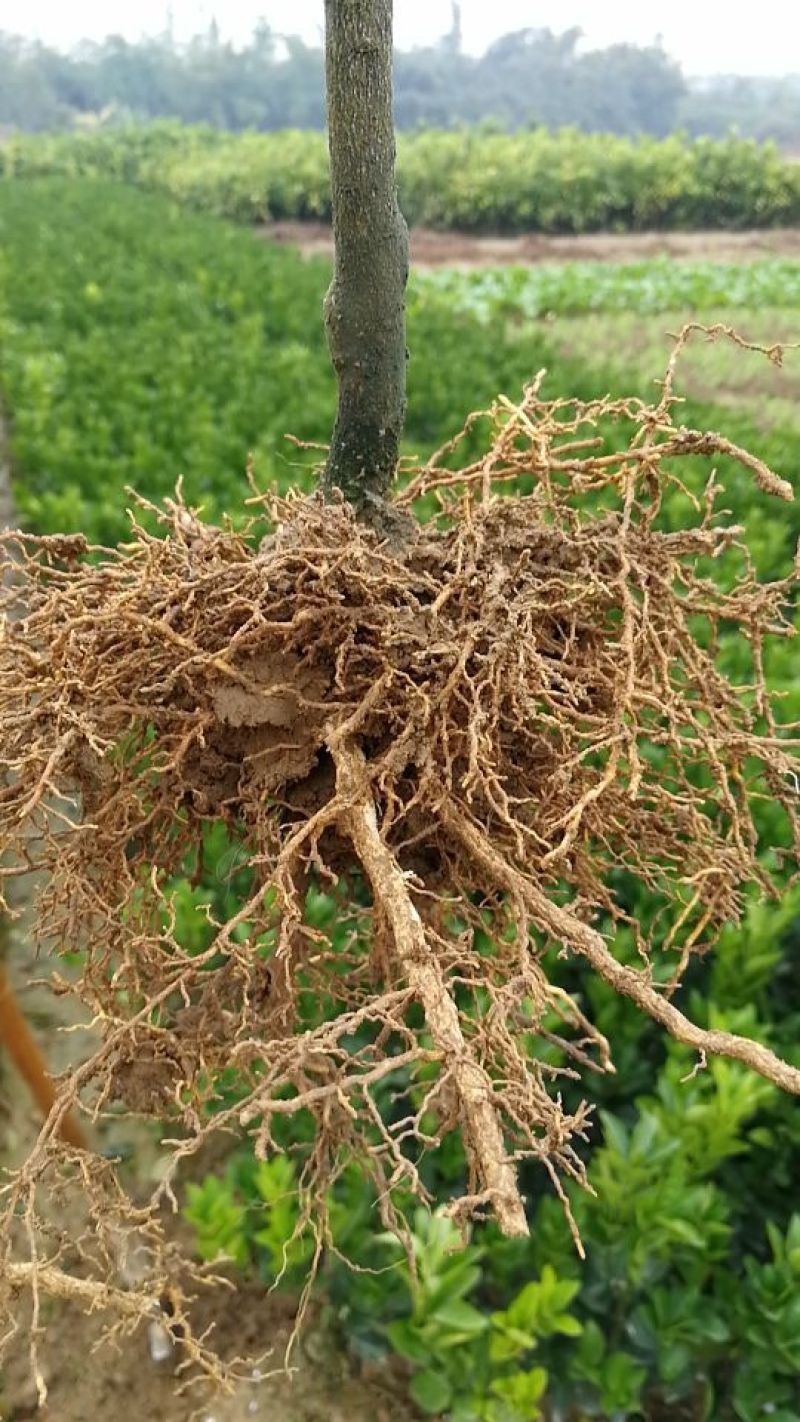茂谷柑苗30~50cm