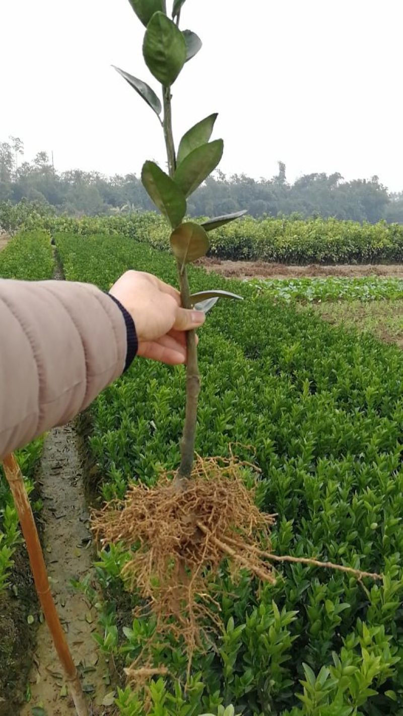 茂谷柑苗30~50cm