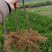 茂谷柑苗30~50cm