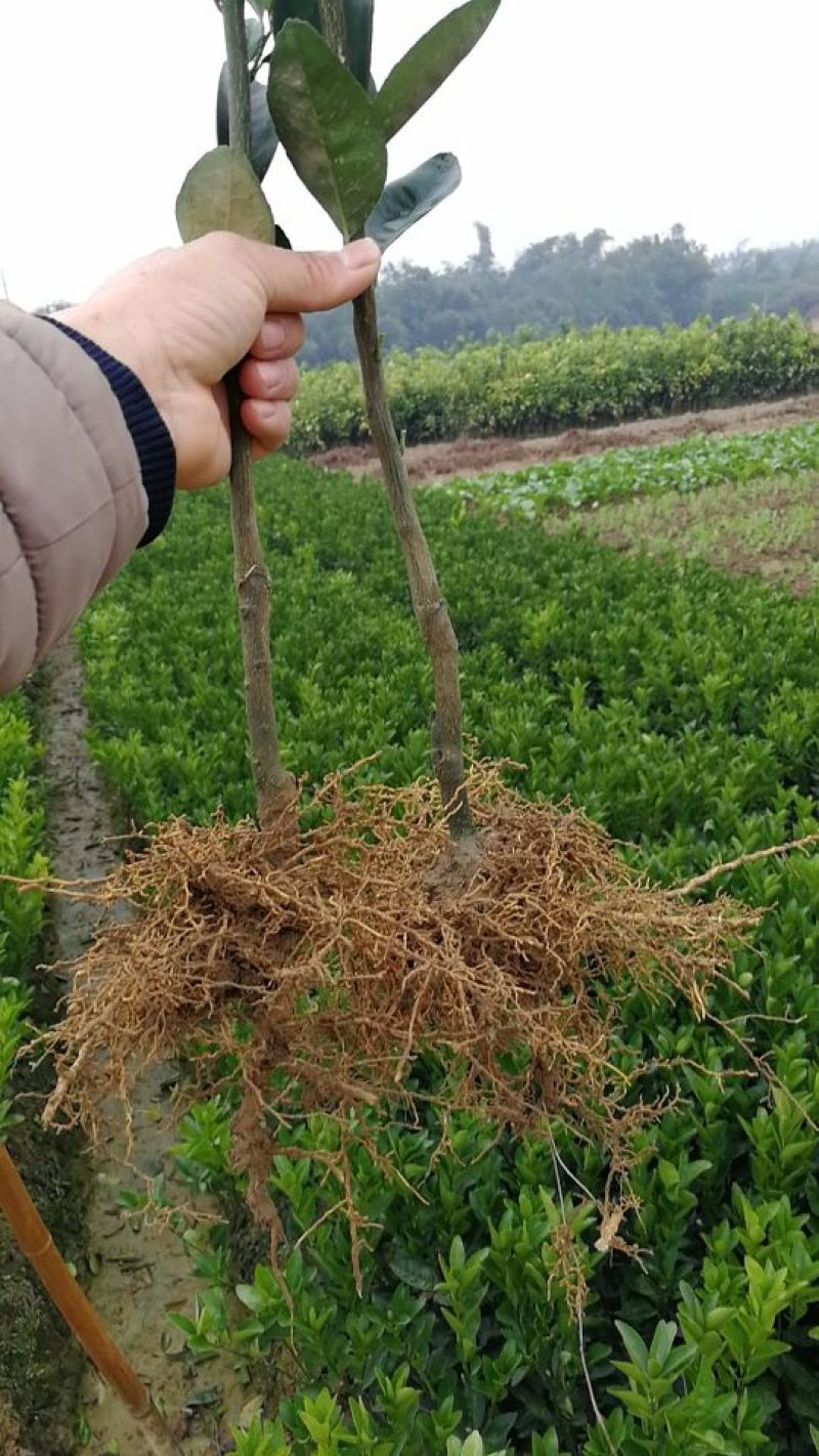 茂谷柑苗30~50cm