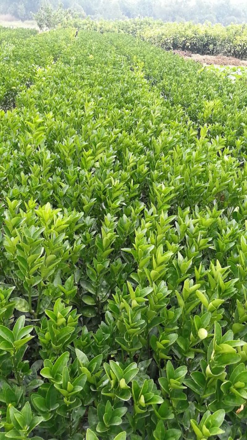 茂谷柑苗30~50cm