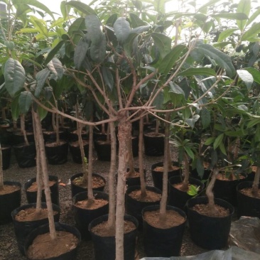 桂花80cm以上