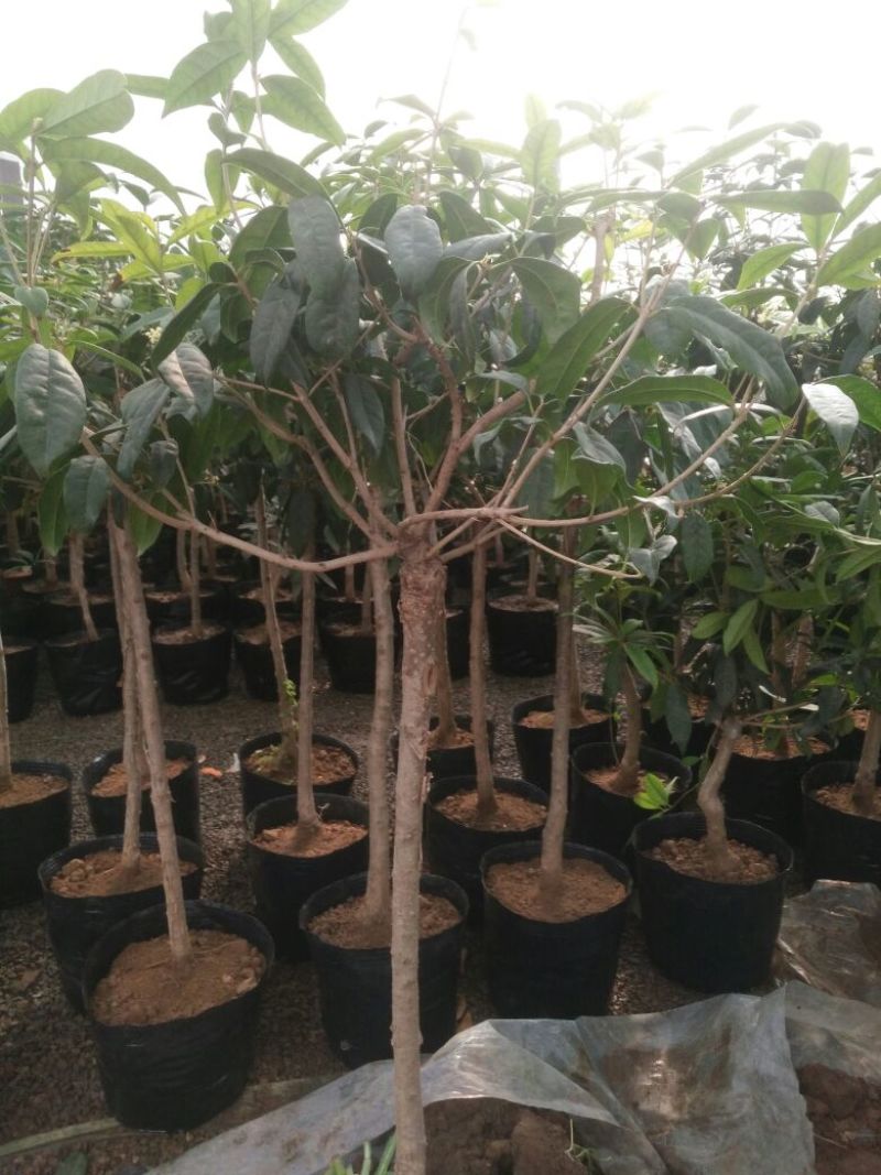桂花80cm以上
