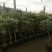 桂花80cm以上
