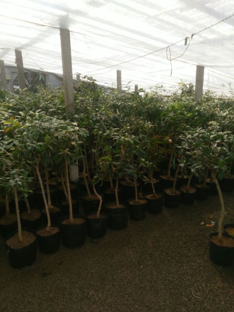 桂花80cm以上