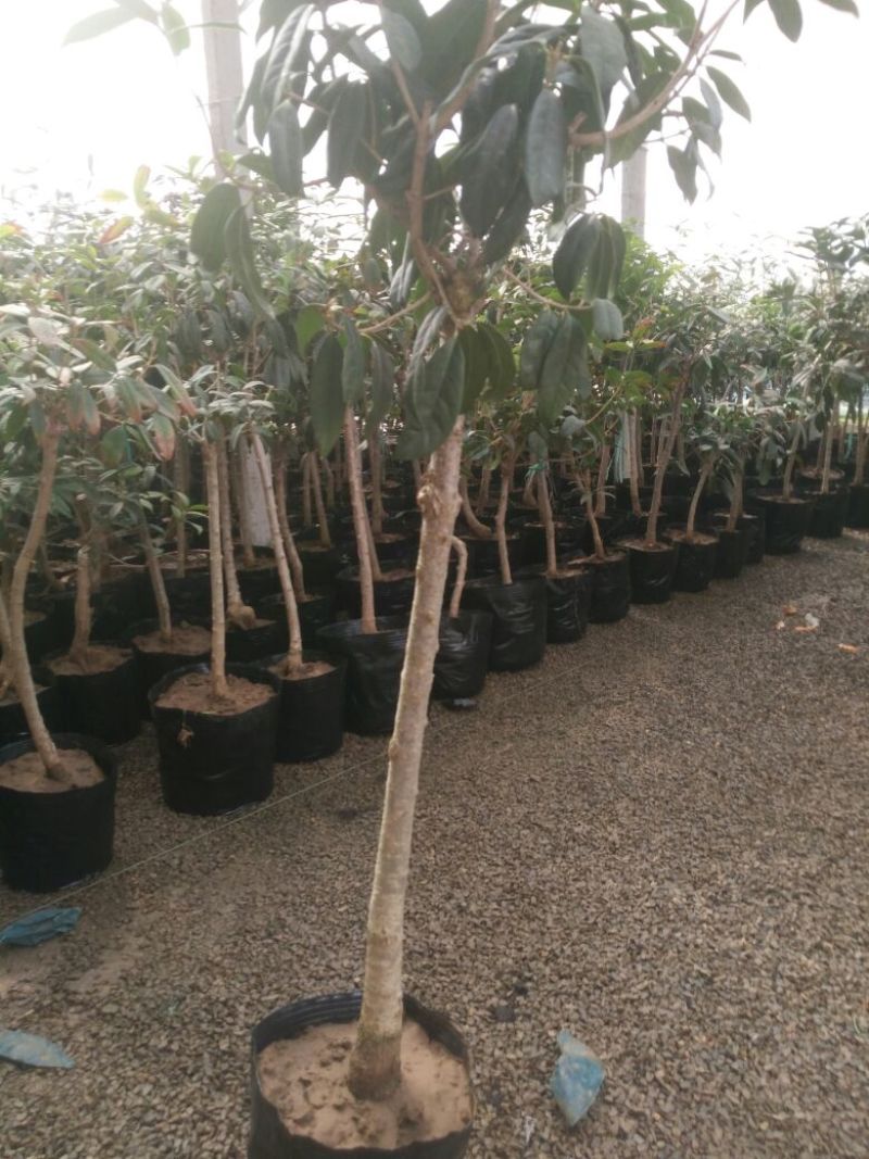 桂花80cm以上