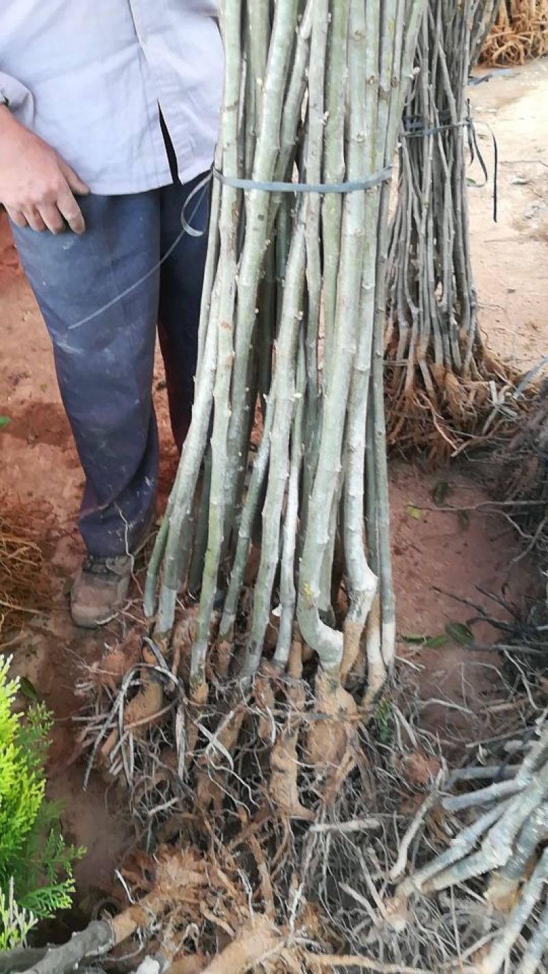 大红袍板栗苗50~80cm