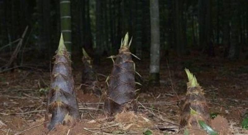 水煮笋干淡笋干