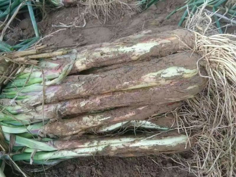 甘肃大葱精品红葱3cm左右25~30cm基地发货
