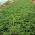 山东省青州市波斯菊盆花基地