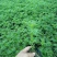 山东省青州市波斯菊盆花基地