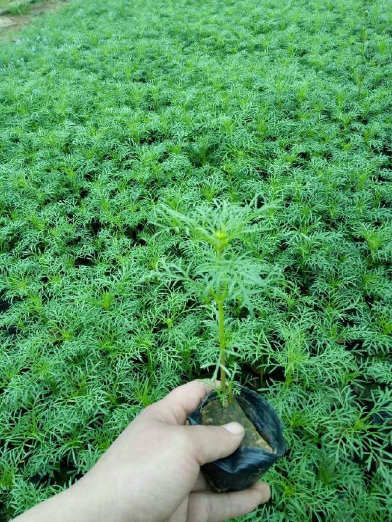 山东省青州市波斯菊盆花基地