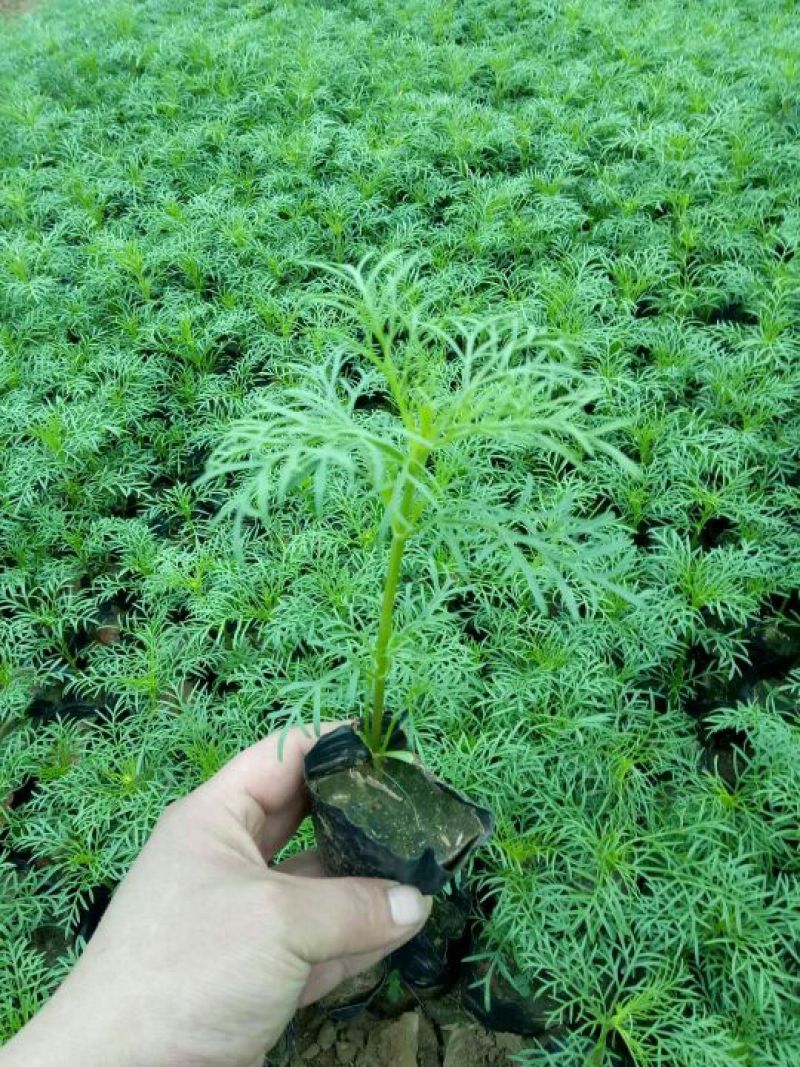 山东省青州市波斯菊盆花基地