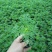 山东省青州市波斯菊盆花基地