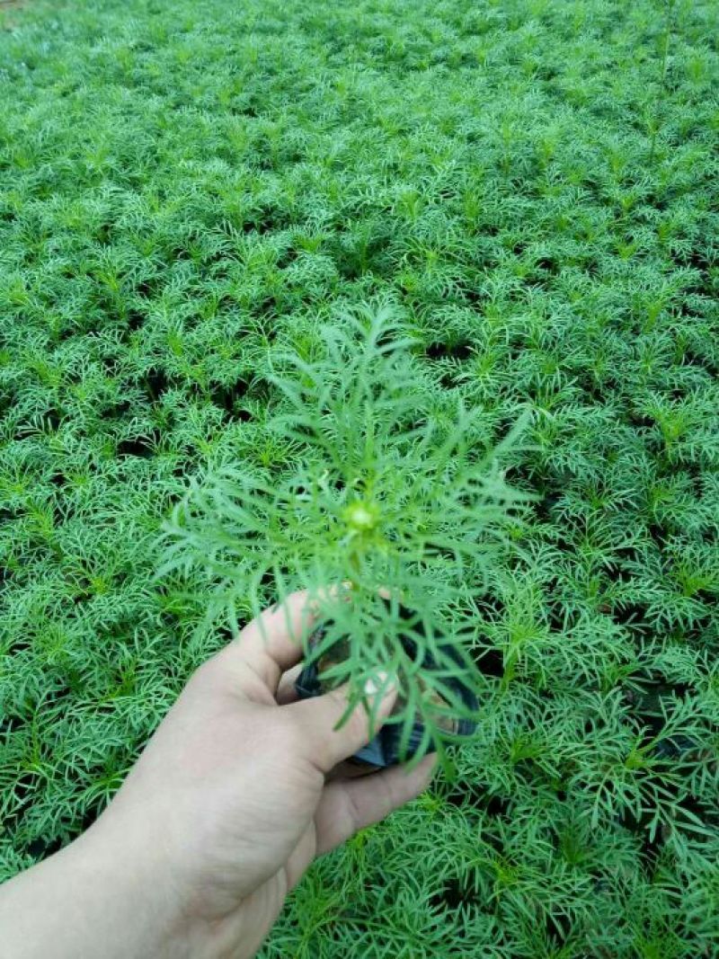 山东省青州市波斯菊盆花基地