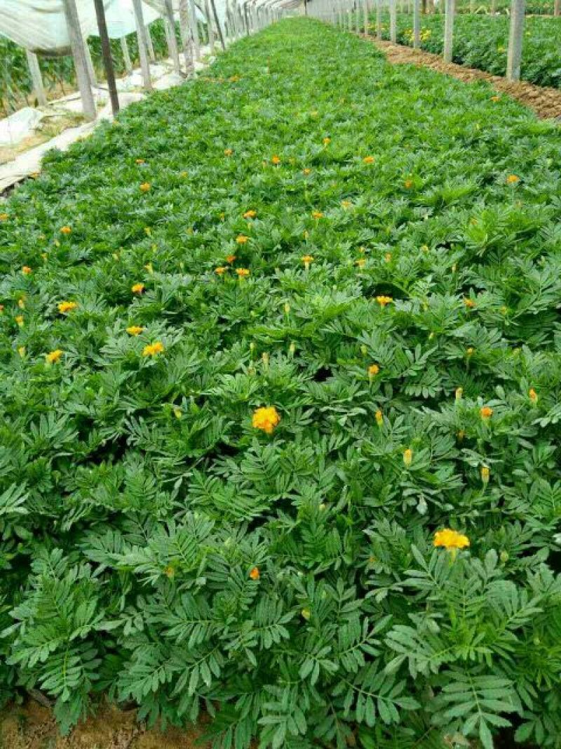 山东省青州市孔雀草基地