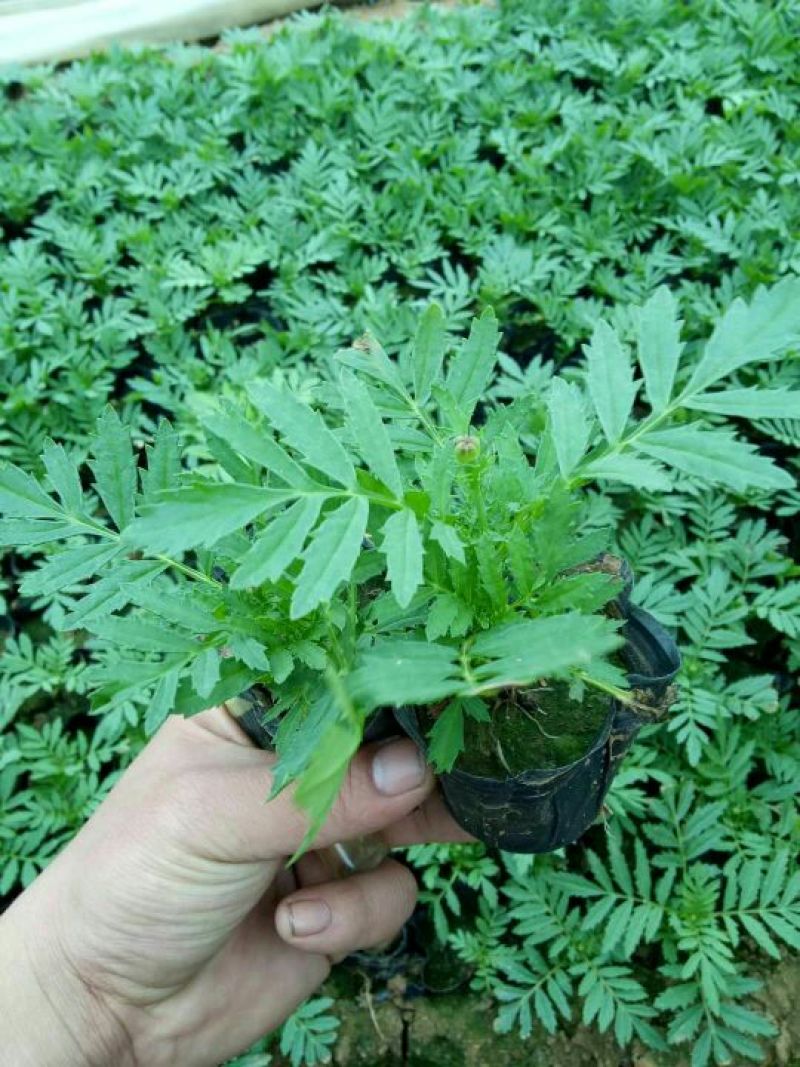 山东省青州市孔雀草基地