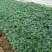 山东省青州市孔雀草基地