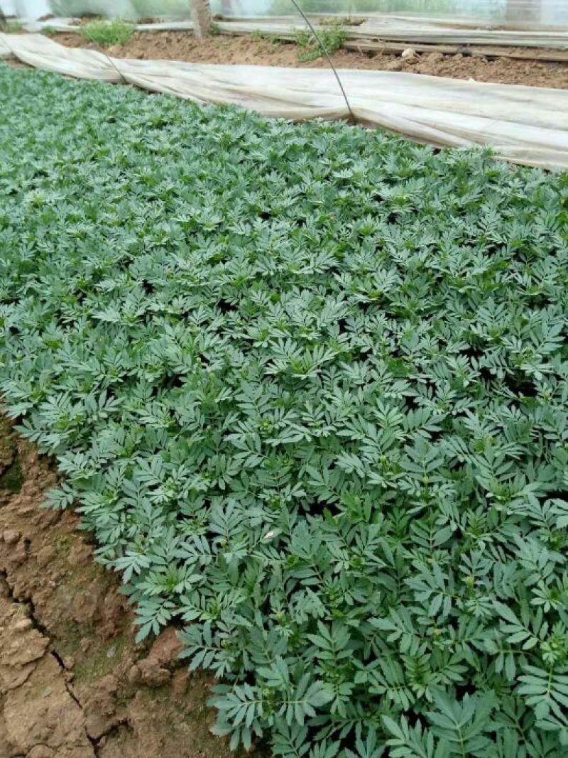 山东省青州市孔雀草基地
