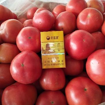 西红柿硬粉西红柿通货硬粉弧二以上