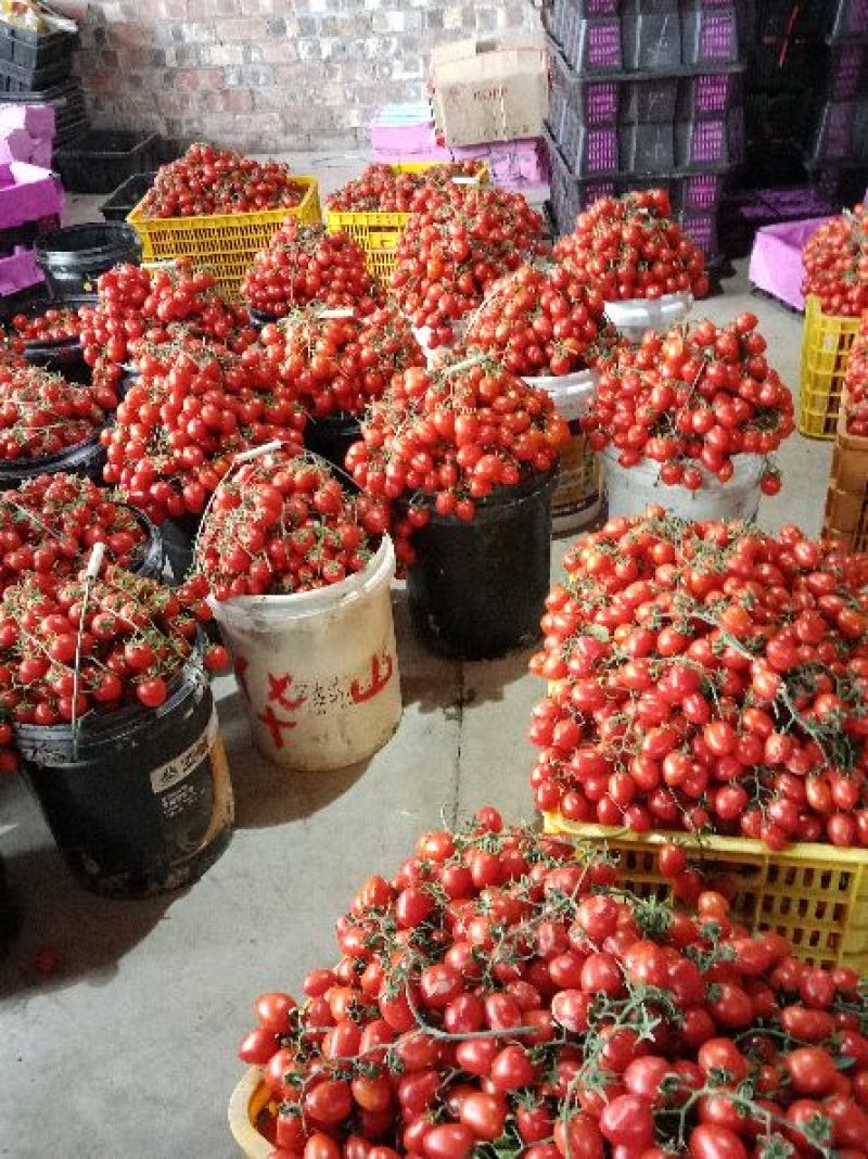 圣女果25g以上有需要的联系我