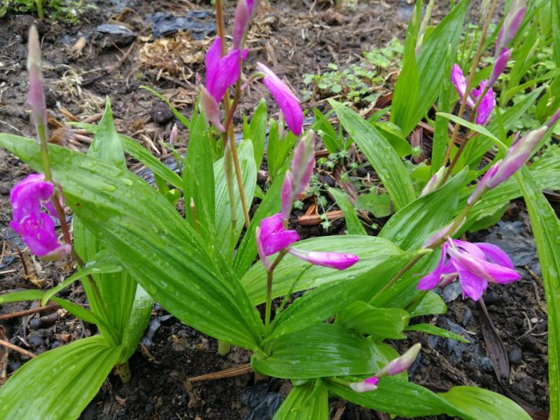 三叉白芨种苗20~30cm