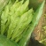 【荐】河北油麦菜邯郸油麦菜15~20cm以上物美价廉