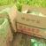 【荐】河北油麦菜邯郸油麦菜15~20cm以上物美价廉