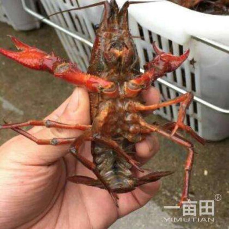 小龙虾藕塘套养4-6钱（20-30克）活虾