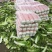 黄心白菜4~6斤净菜