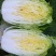 黄心白菜4~6斤净菜