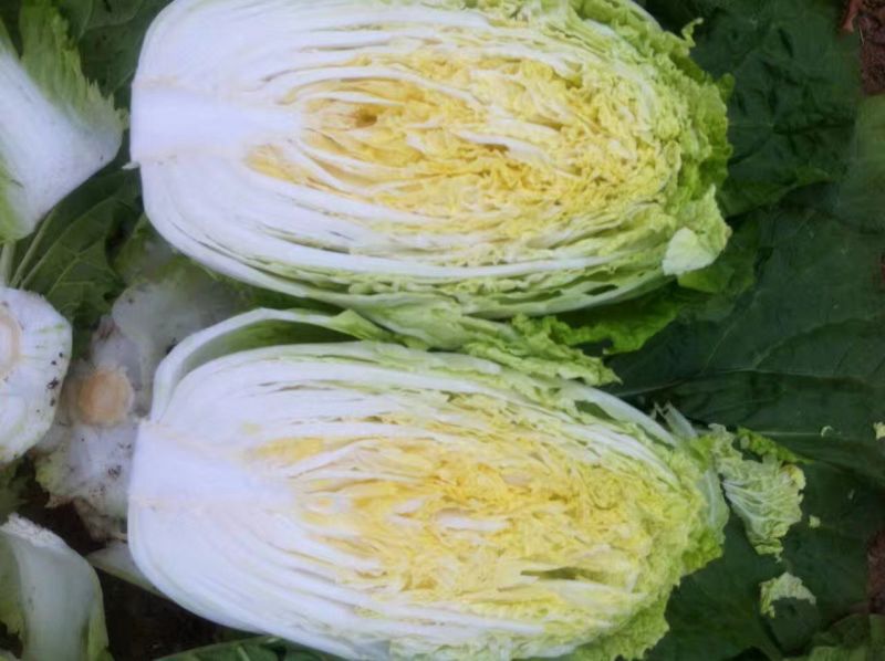 黄心白菜4~6斤净菜