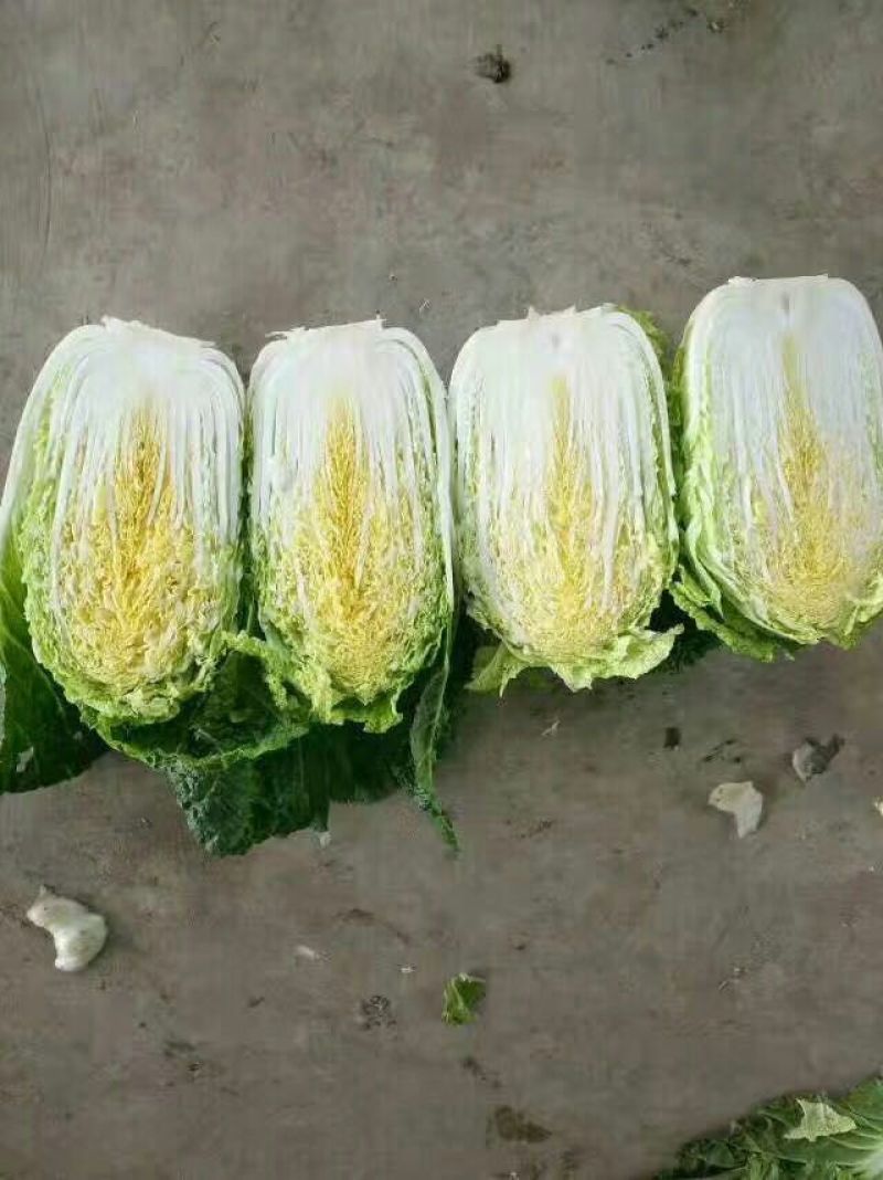 黄心白菜4~6斤净菜