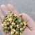 胎菊王散装