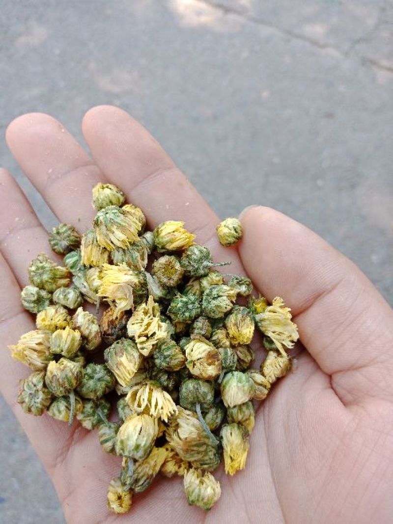 胎菊王散装