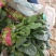 菠菜大叶菠菜河北菠菜蔬菜新鲜上市～价格好货源好