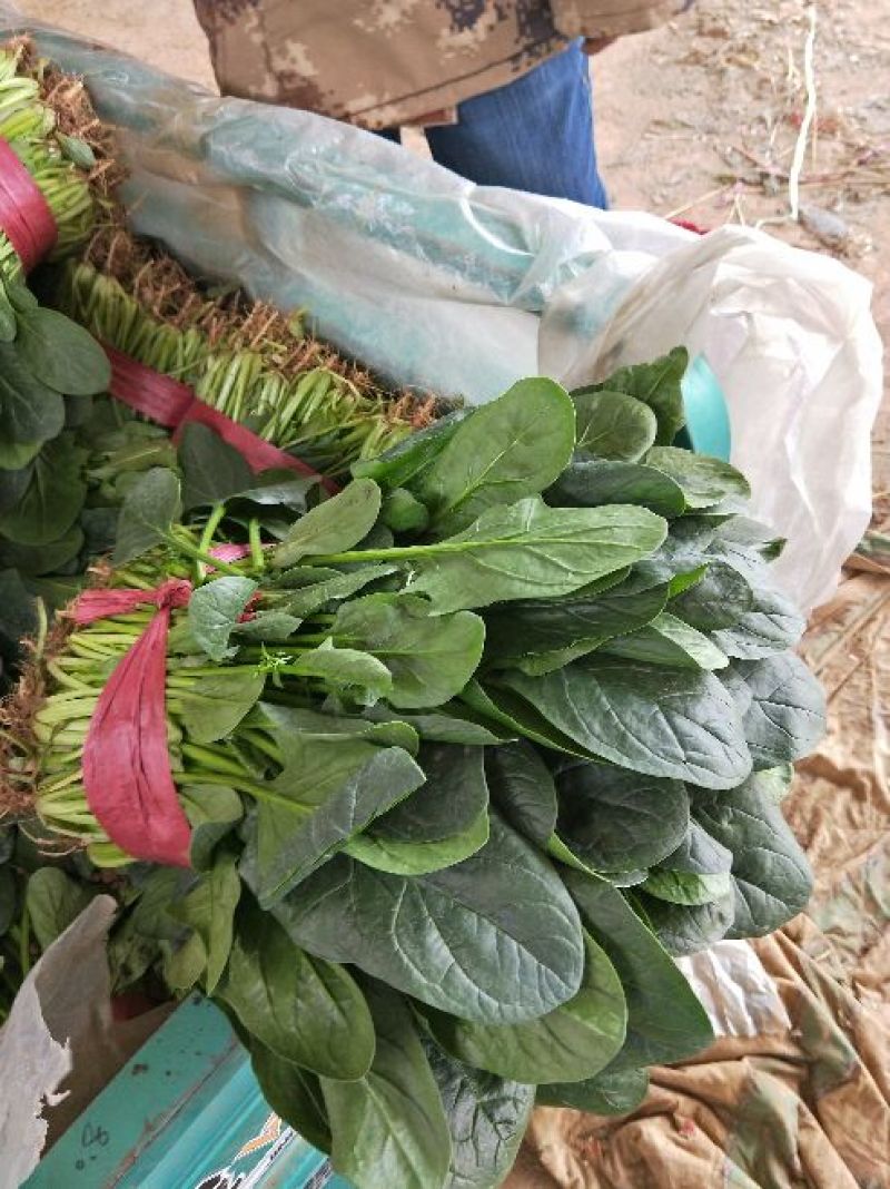菠菜大叶菠菜河北菠菜蔬菜新鲜上市～价格好货源好