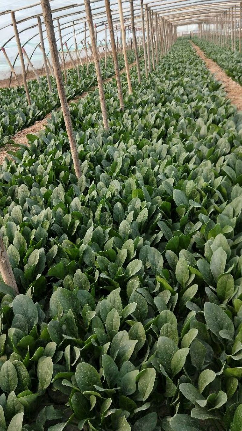 菠菜大叶菠菜河北菠菜蔬菜新鲜上市～价格好货源好