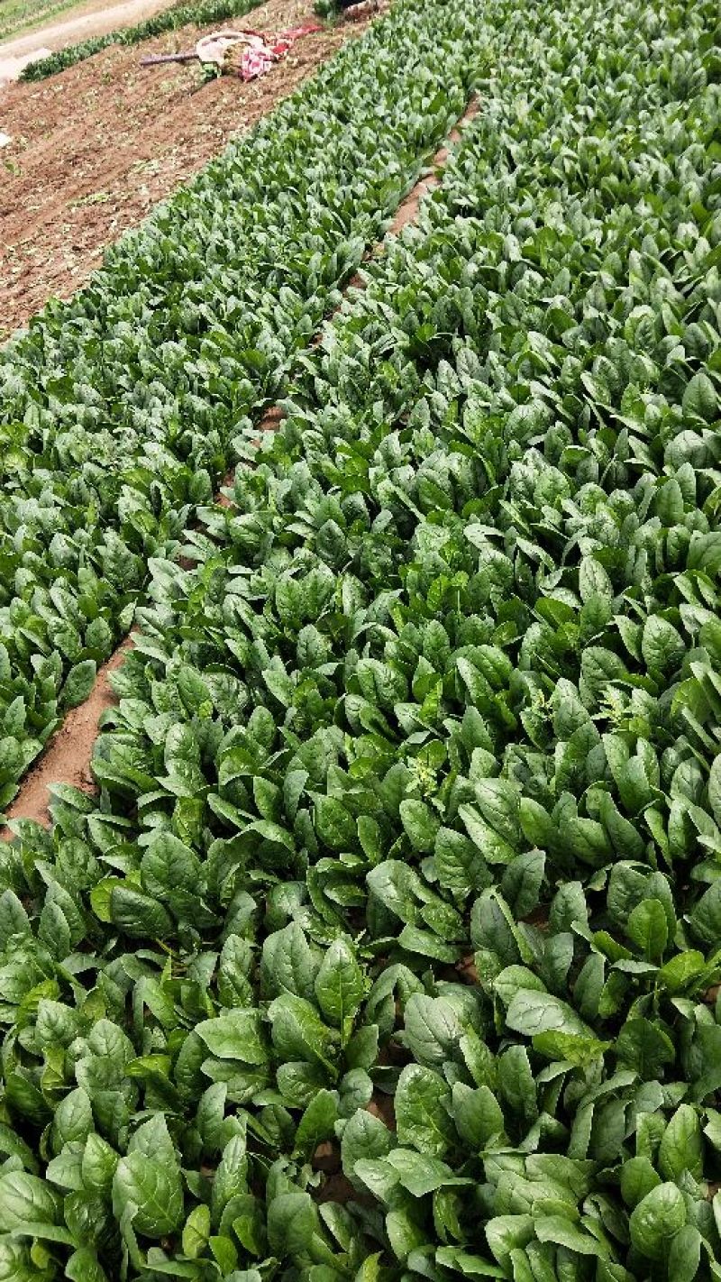 菠菜大叶菠菜河北菠菜蔬菜新鲜上市～价格好货源好