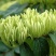 湘蕾金银花苗20~90cm【顺丰包邮】产量高，见效快。