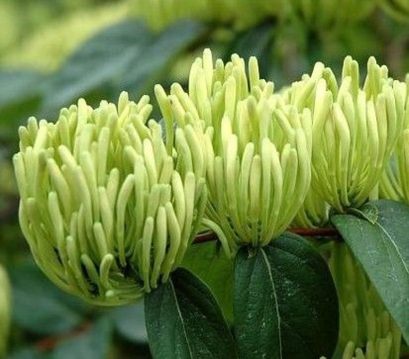 湘蕾金银花苗20~90cm【顺丰包邮】产量高，见效快。