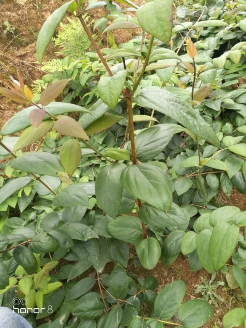 湘蕾金银花苗20~90cm【顺丰包邮】产量高，见效快。