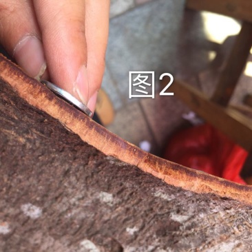 紫油桂散装一级